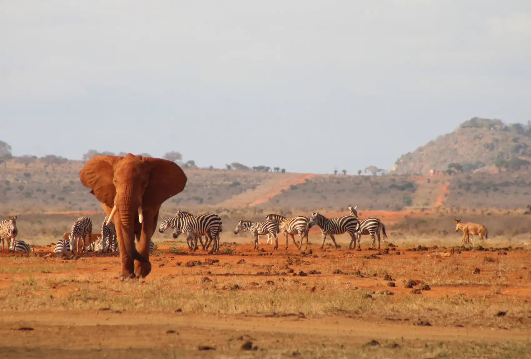 Un elefante cruzando la sabana africana al amanecer, con la luz baja de la mañana